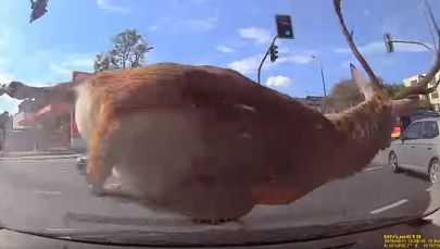 Jeleń wpadł pod "elkę". Potem przez 12 godzin paraliżował Bielsko-Białą