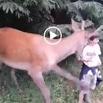 Jeleń zaatakował dziecko. Chwile grozy w Tatrach [FILM]
