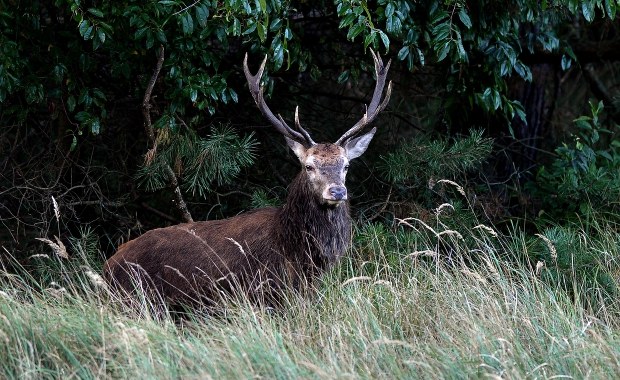 Jeleń zaatakował grzybiarzy. Jednego z nich przeciągnął po ziemi 