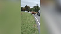 Jeleń zaatakował samochód