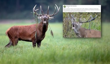 Jeleń zaplątał się w choinkowe lampki. To efekt naszego śmiecenia