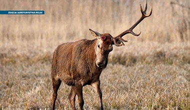 Jeleń zrzucił poroże, wszystko nagrała kamera. Wyjątkowe nagranie