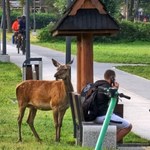 Jelenie opanowały ulice Zakopanego. Pilny apel policji