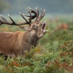 Jelenie powodują wielkie straty? W Wielkiej Brytanii chcą je odstrzeliwać 