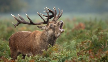 Jelenie powodują wielkie straty? W Wielkiej Brytanii chcą je odstrzeliwać 