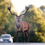 Jelenie przestały bać się ludzi? Zobacz, co stało się w Zakopanem 