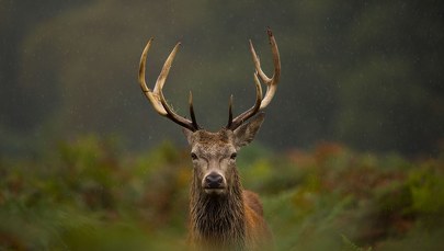 Jeleniom krwawią poroża. Leśnicy wyjaśniają to zjawisko