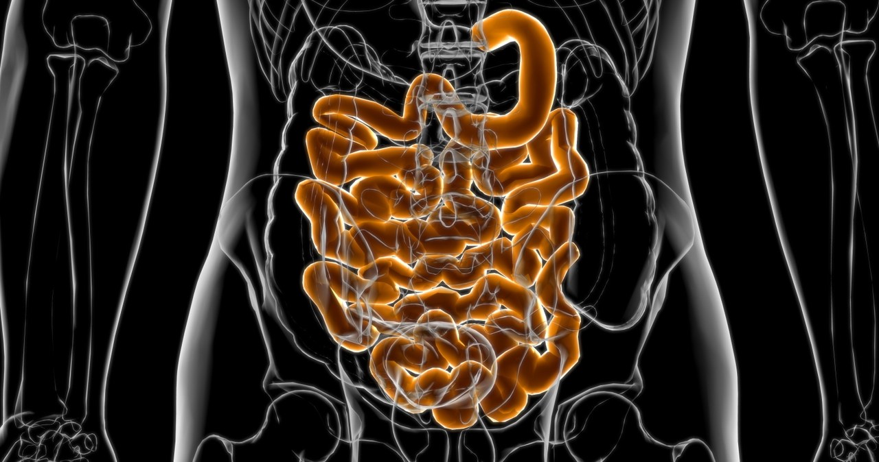 Jelita odgrywają kluczową rolę w funkcjonowaniu całego organizmu /123RF/PICSEL