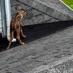 Jelonek utknął na dachu domu. Strażacy ruszyli na pomoc, finał wzrusza