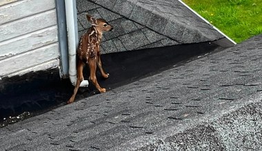 Jelonek utknął na dachu domu. Strażacy ruszyli na pomoc, finał wzrusza