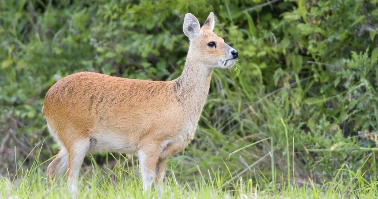 Jelonkowiec błotny ma kły, ale nie jest mięsożerny /Geoff du Feu / ardea.com/EAST NEWS /East News