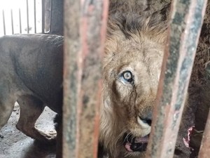 Jemen: Lwy umierają z głodu w zoo 