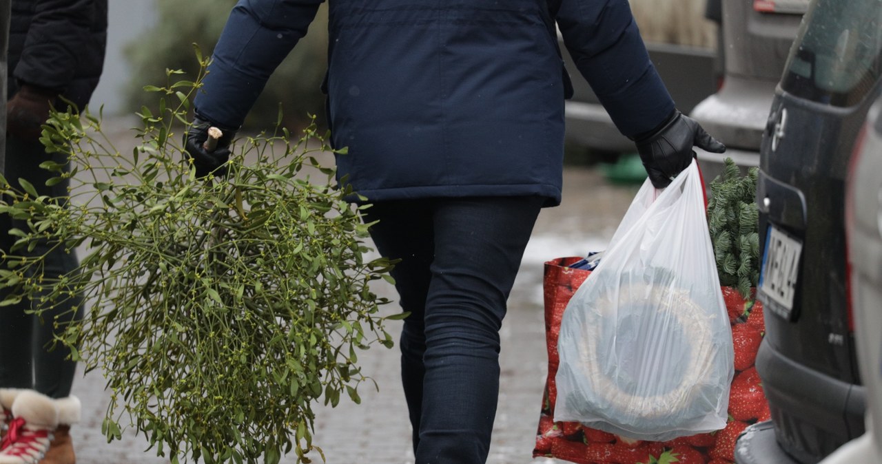 Jemioła ma szerokie zastosowanie w ziołolecznictwie /Andrzej Hulimka  /Agencja FORUM