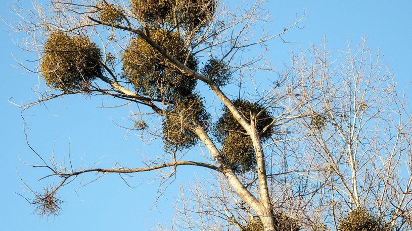 Jemioła to coraz większy problem w polskich lasach. Leśnicy postanowili wyjaśnić jak się rozsiewa /123RF/PICSEL