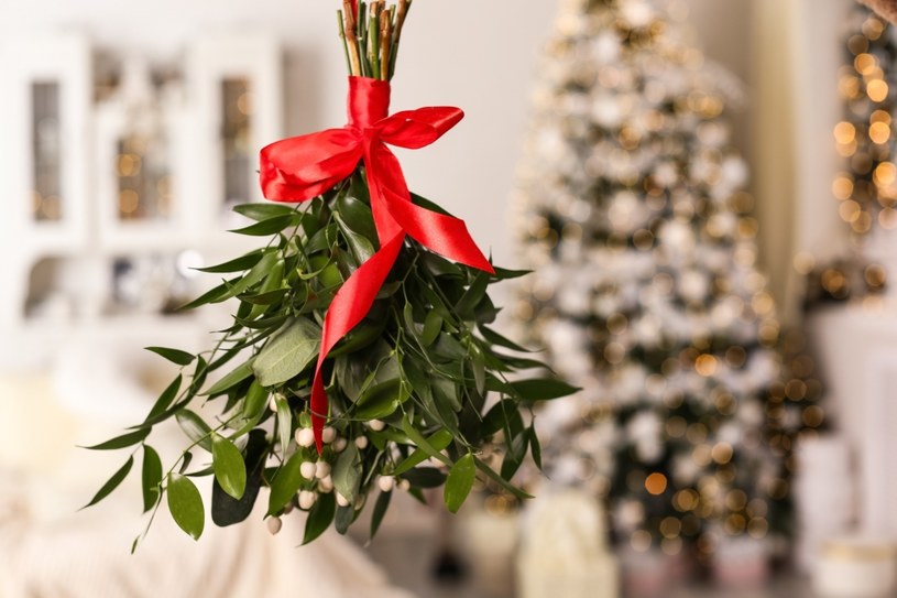 Jemioła to nieodzowny element dekoracyjny na Boże Narodzenie. Podobno powieszona w salonie podczas wieczerzy wigilijnej zapobiegnie kłótniom z rodziną /123RF/PICSEL