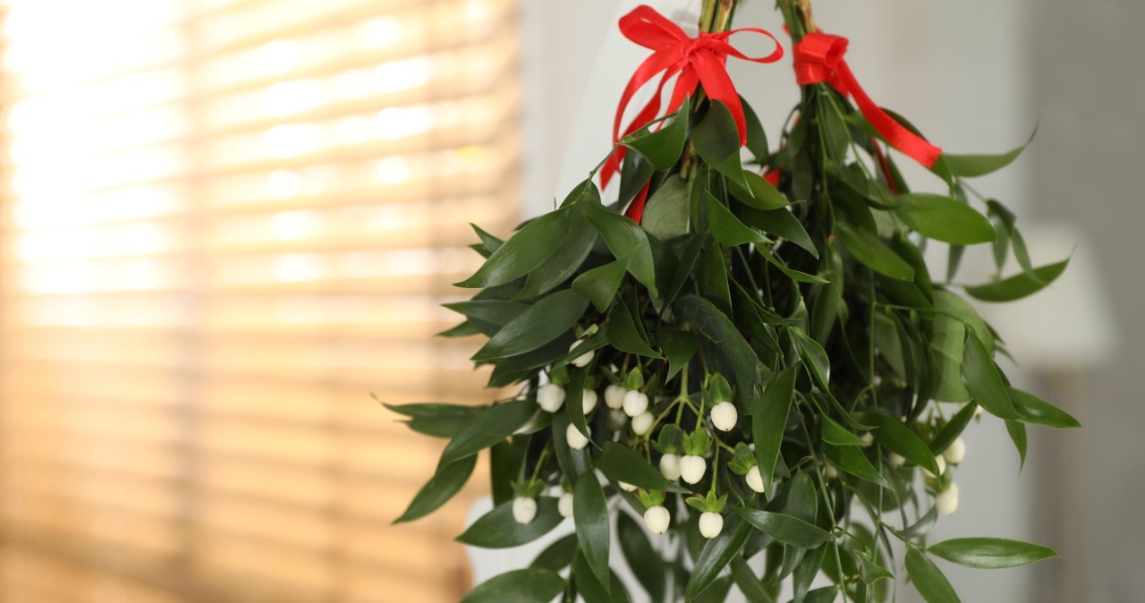 Jemiołę najczęściej wiesza się pod sufitem, by zapewnić sobie szczęście na kolejny rok. /123RF/PICSEL