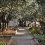 Jerozolima śladami Chrystusa – Ogród Oliwny [WIDEO]