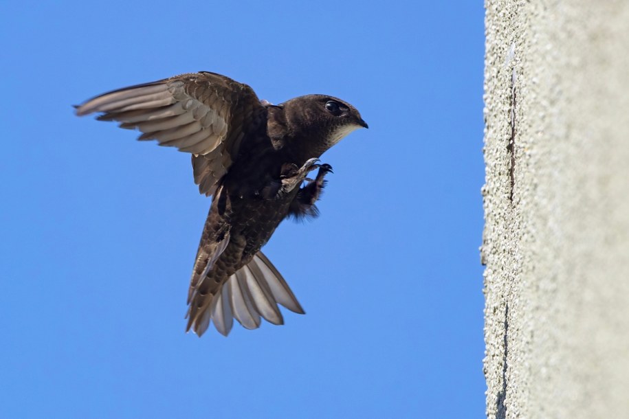 Jerzyk to ptak, który niemal całe życie spędza w powietrzu /Shutterstock