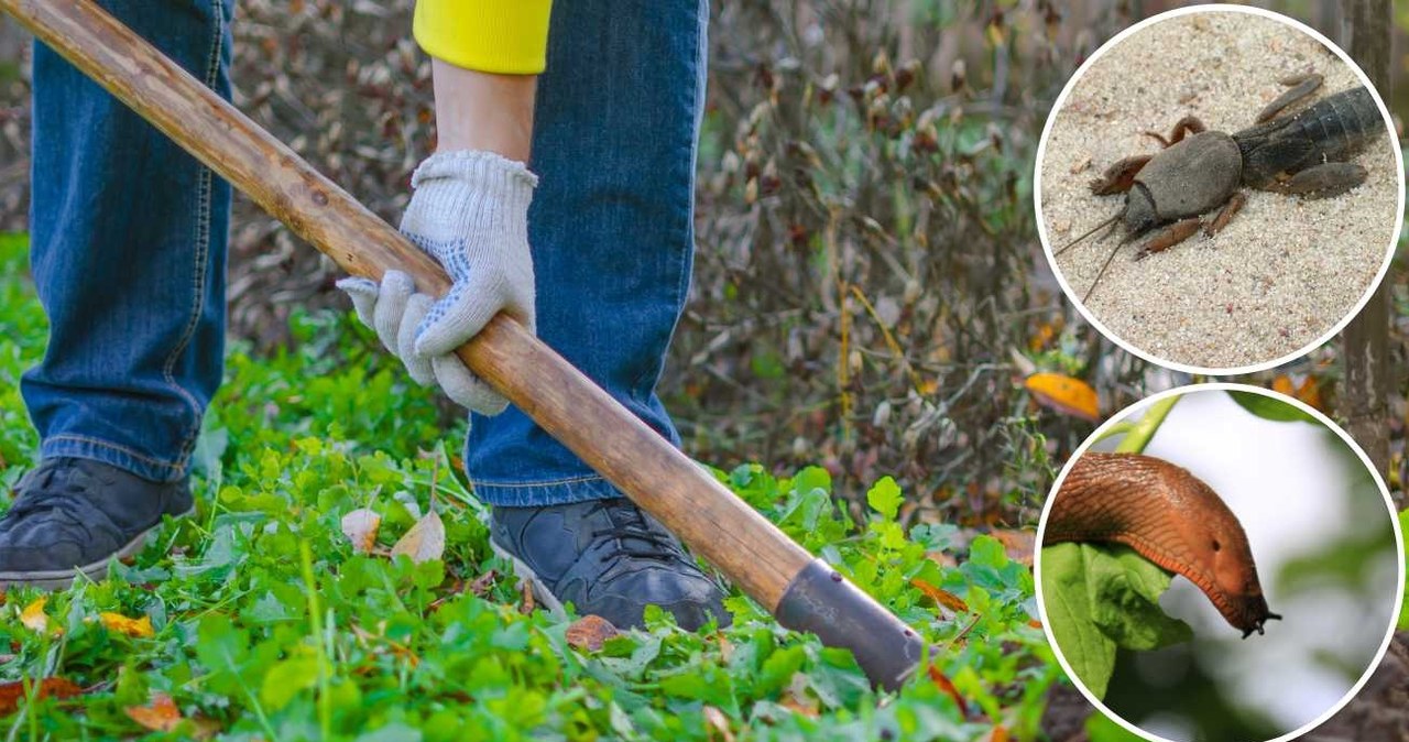 Jesień ro dobry czas na przepędzenie ślimaków i turkucia podjadka z ogrodu. /123RF/Picsel, 123RF/Picsel /Pixel