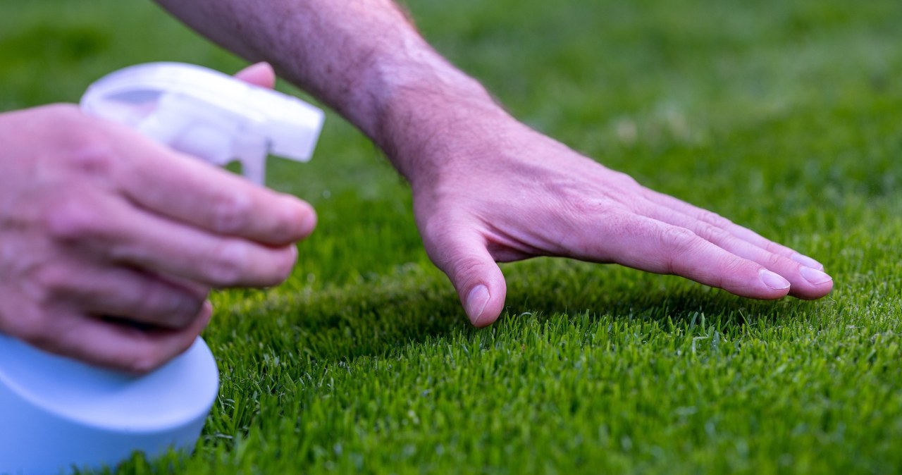 Jesień to idealny moment na usuwanie mchu z trawnika. /123RF/PICSEL