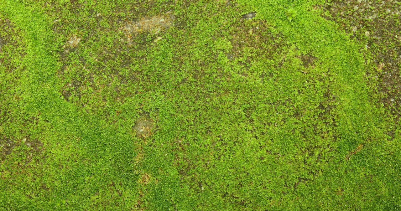 ​Jesień to najlepszy czas na pozbycie się mchu z trawnika. Wystarczy kuchenny produkt za 2 zł /123RF/PICSEL