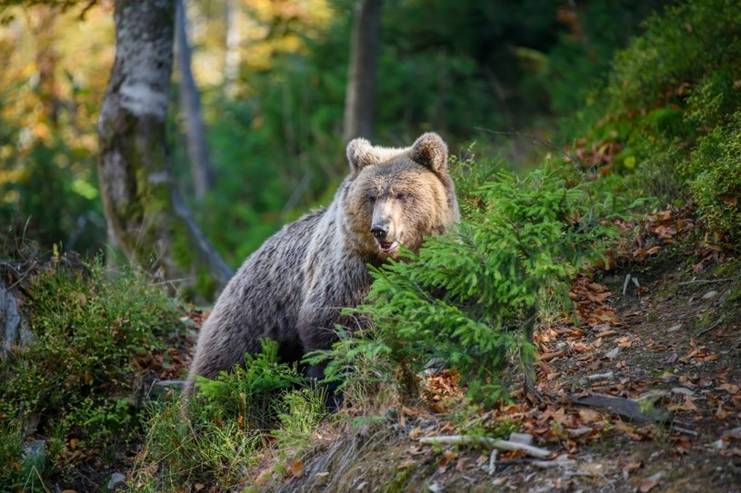 Jesień to okres intensywnego żerowania niedźwiedzi przed snem zimowym. Zbliżanie się do gawr jest wówczas szczególnie niebezpieczne /123RF/PICSEL