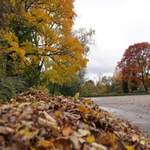 Jesień w lubelskim ogrodzie botanicznym. Zobaczcie niezwykłe zdjęcia