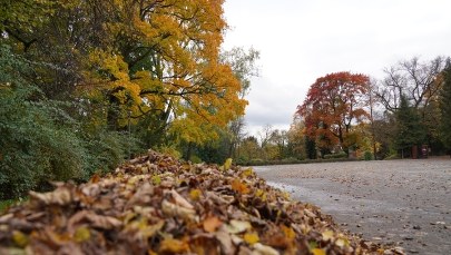 Jesień w lubelskim ogrodzie botanicznym. Zobaczcie niezwykłe zdjęcia