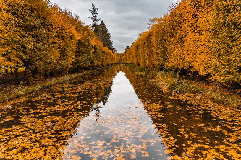 Jesień w Parku Oliwskim zachwyci każdego /123RF/PICSEL