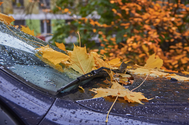 Jesień w pełni! Termometry pokażą dziś maksymalnie 13 stopni C. /Shutterstock