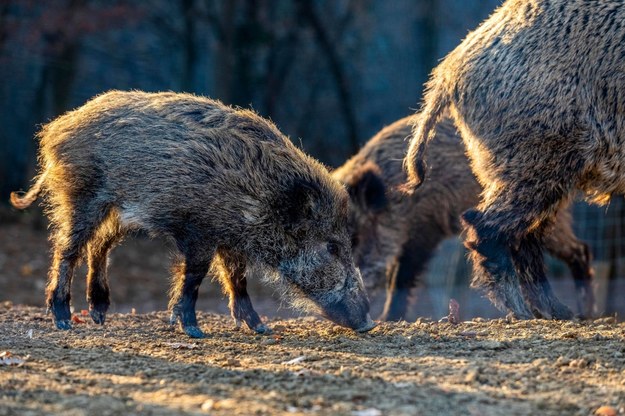 Jesienią minionego roku zdecydowano o zapobiegawczym wytępieniu dzików na terenie całej Norwegii / 	PIXSELL /PAP/EPA