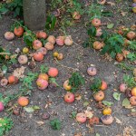 Jesienią zakopuję te jabłka w ogrodzie. Zdziwisz się dlaczego
