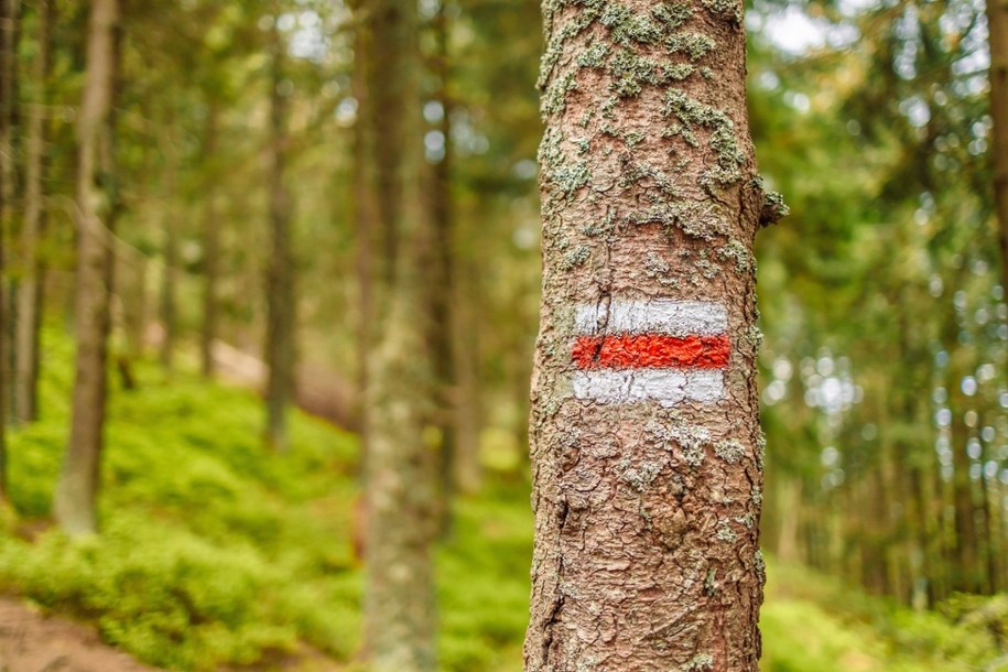 Jesienna akcja szczepienia lisów na Podkarpaciu. Kiedy i jak będzie przebiegać? /Shutterstock