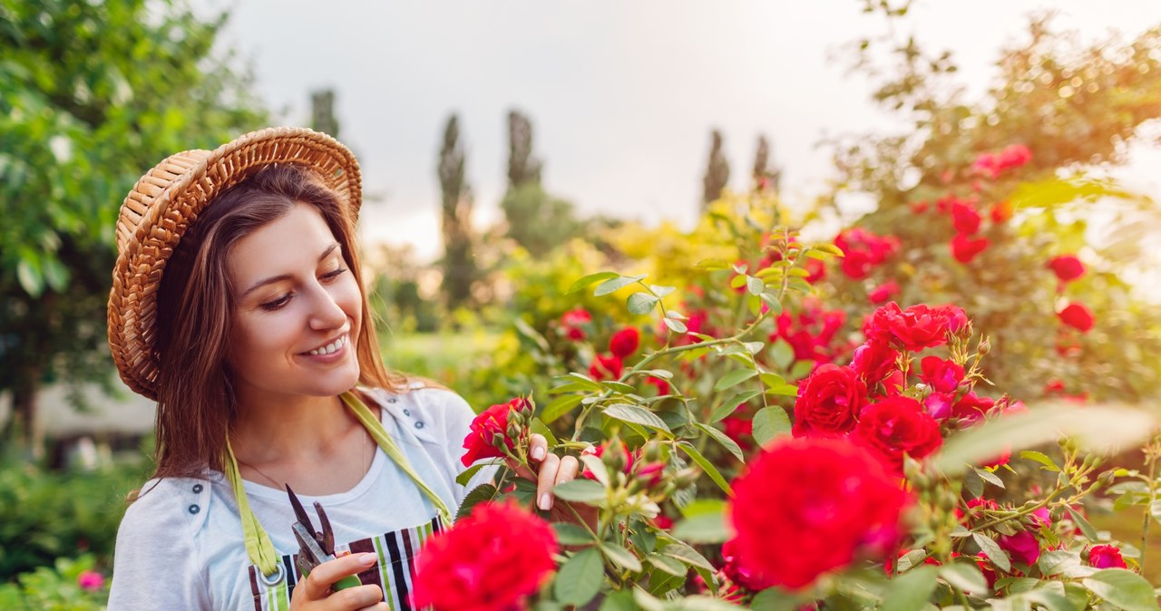 Jesienne cięcie róż jest ważnym zabiegiem pielęgnacyjnym. /123RF/PICSEL