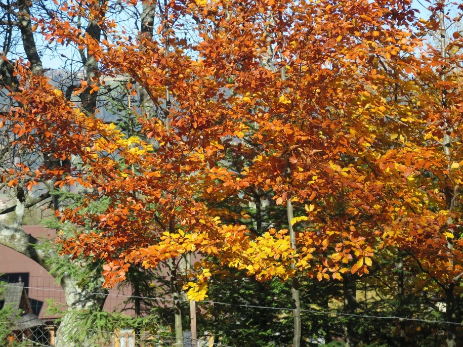 Jesienne liście problemem w Poznaniu /Maciej Pałahicki /RMF FM