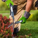 Jesienne prace ogrodowe taniej z Aldi - sekator i rękawice w promocji!