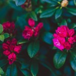 Jesienne zasilanie rododendronów: Zasady, które zamienią amatora w specjalistę