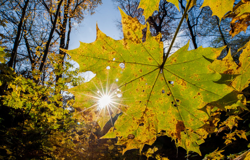 Jesiennie /123RF/PICSEL