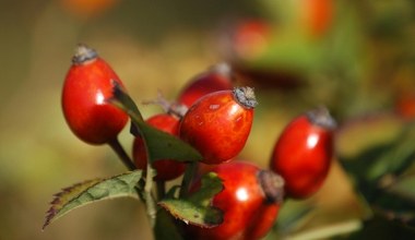 Jesienny eliksir piękna zrobisz w domu. Sezon na dzikie owoce właśnie trwa