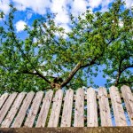 Jesienny problem z drzewami sąsiada. W tej sprawie nic nie wskórasz
