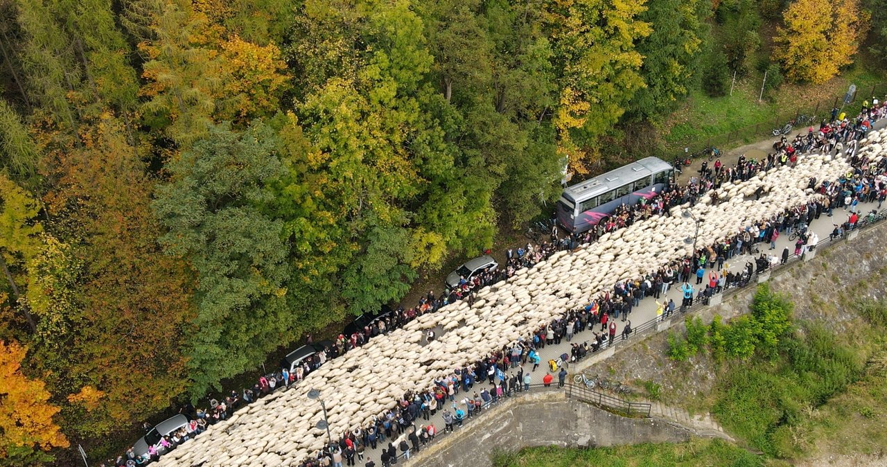 Jesienny redyk przeszedł przez Szczawnicę