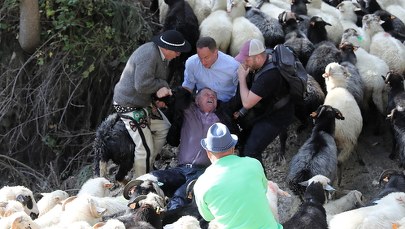 Jesienny redyk. Spłoszone stado owiec stratowało górala