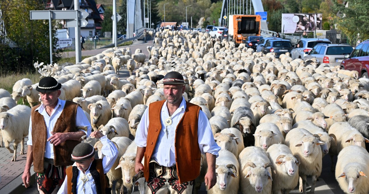 Jesienny Redyk w Szczawnicy to wyjątkowe wydarzenie, które warto ujrzeć na żywo. /East News