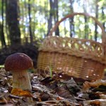 Jesienny wysyp grzybów trwa. Do kiedy będzie można je zbierać? 
