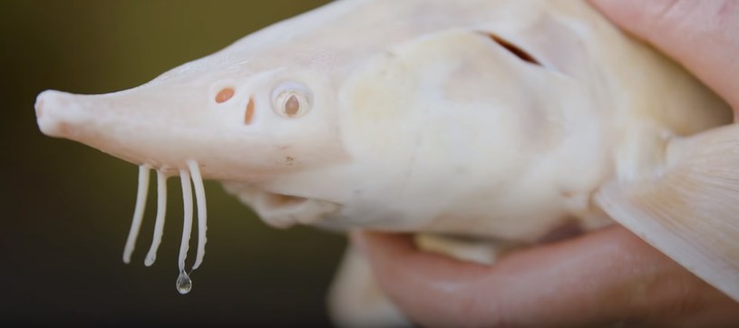 Jesiotr albinos jest niezwykle rzadkim gatunkiem /YouTube