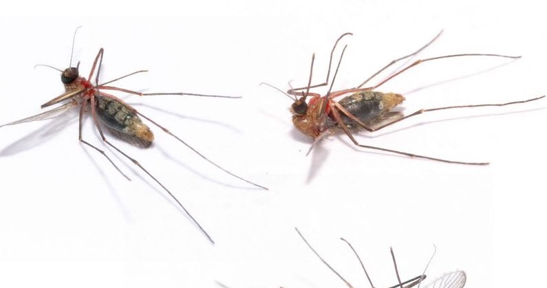 Jeśli dręczą cię komary, permetryna może być twoim wybawieniem /123RF/PICSEL