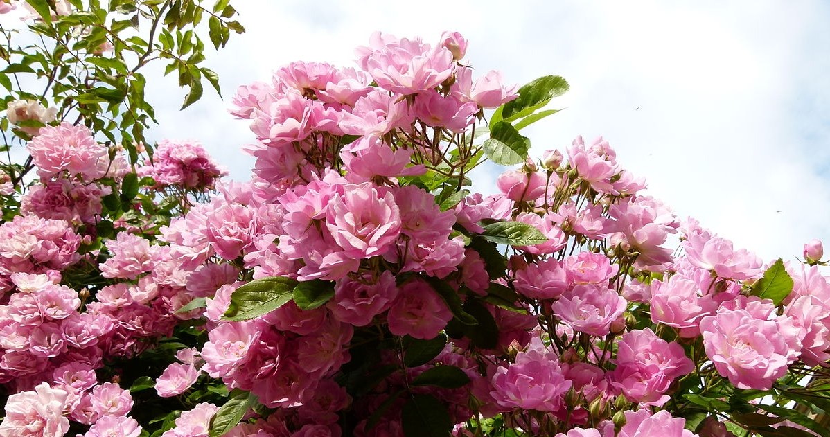 Jeśli jesienią właściwie zadbamy o róże w ogrodzie, wiosną bujnie rozkwitną. /Dinkum /Wikimedia