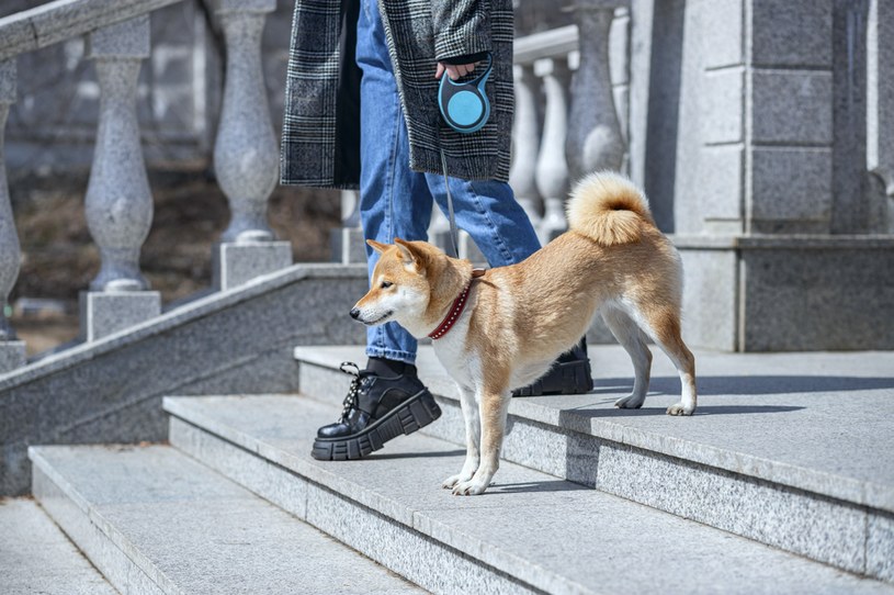 Jeśli jesteśmy opiekunami aktywnego czworonoga, powinniśmy zadbać o miejsce do spacerów, w którym pies będzie mógł się wybiegać /123RF/PICSEL
