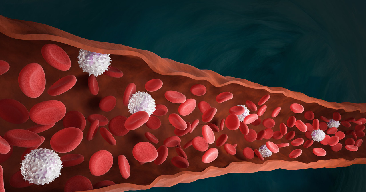 Jeśli liczba białych krwinek drastycznie wzrośnie - znak to, ze w organizmie toczy się choroba /123RF/PICSEL