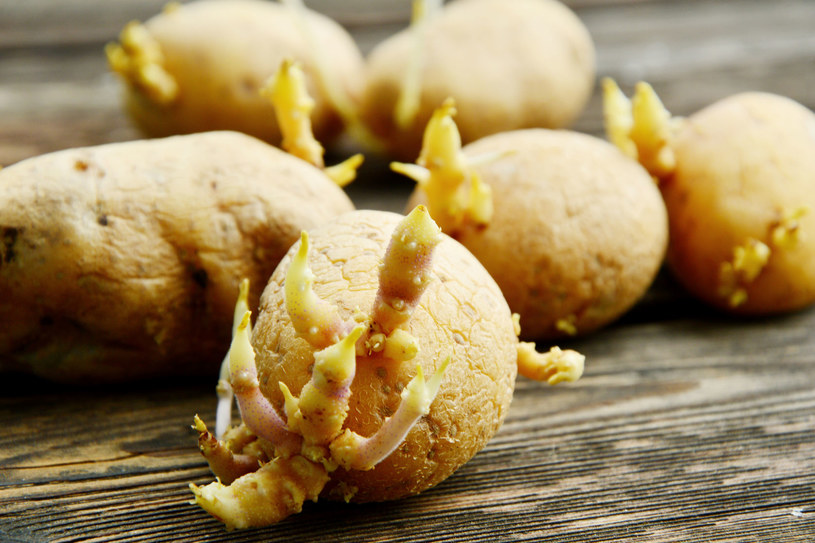 Jeśli musisz zjeść kiełkujące ziemniaki, pamiętaj, by grubo je obrać /123RF/PICSEL